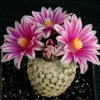 Turbinicarpus_valdezianus